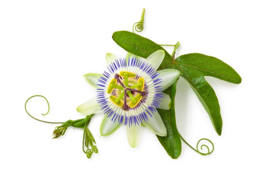 De Passiebloem